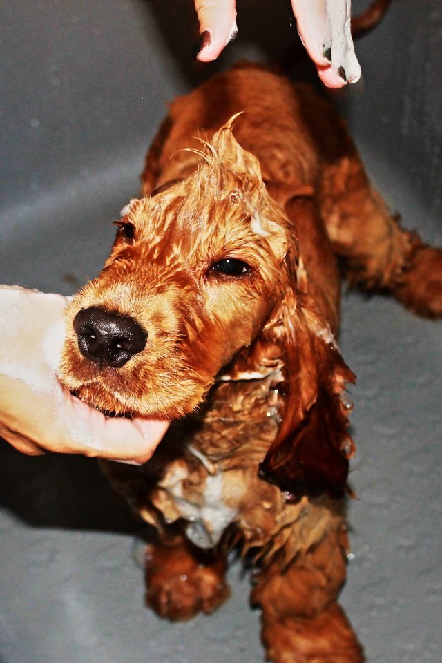 Cachorro de cocker spaniel enjabonado durante el baño en la peluquería