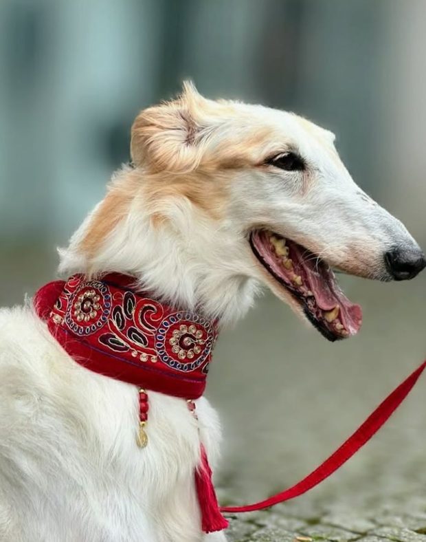Galgo con pañuelo rojo y correa a juego