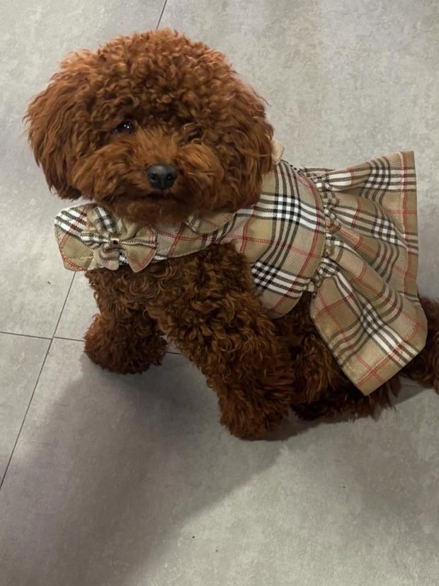 Caniche marrón con abrigo de cuadros