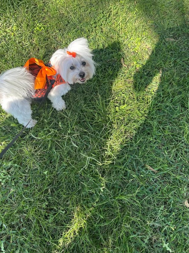 Perro pequeño con arnés naranja tumbado en el césped