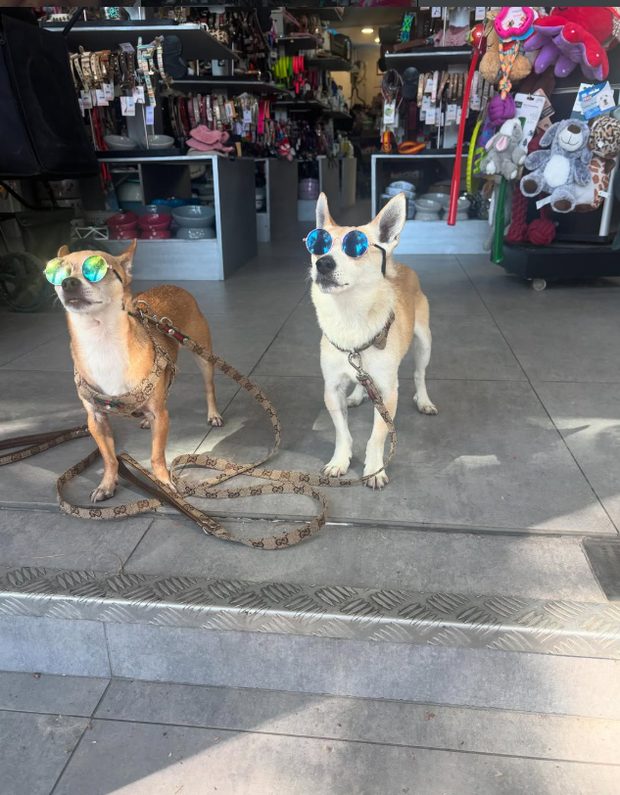 Dos perros con gafas de sol dentro de la tienda