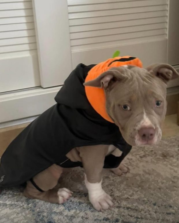 Cachorro con abrigo negro y gorro naranja