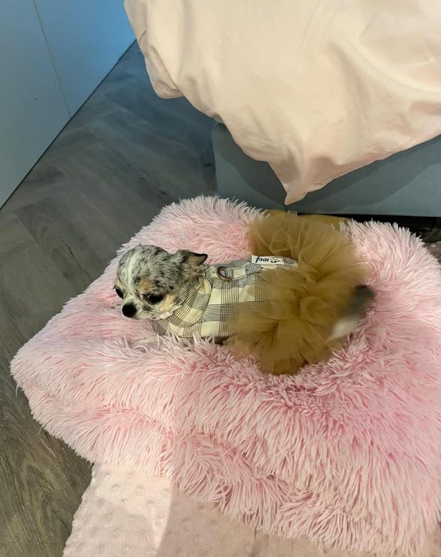 Perro pequeño sobre una cama rosa de pelo