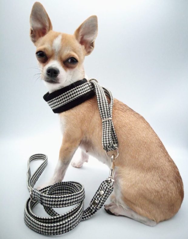 Chihuahua con collar y correa de cuadros