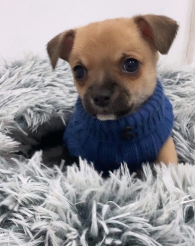 Cachorro con jersey azul de cuello alto