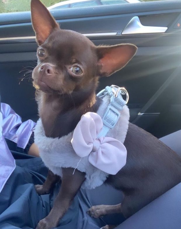 Chihuahua con lazo al cuello, en el coche