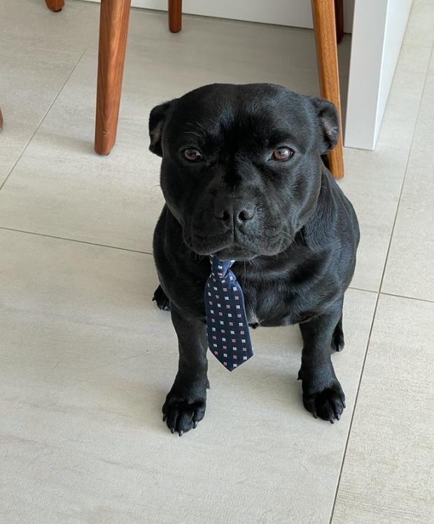 Perro negro con corbata