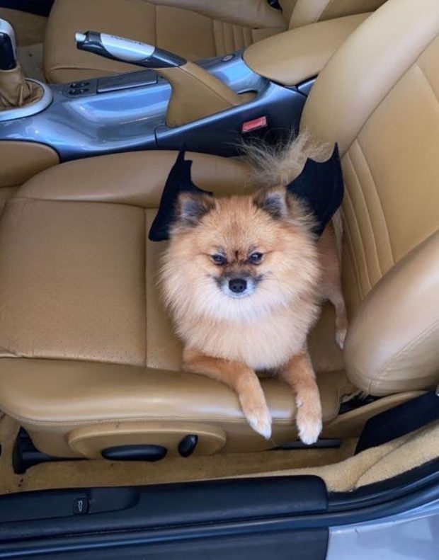 Pomerania en el asiento del coche con arnés de seguridad