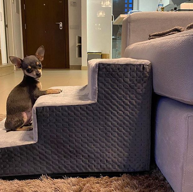Chihuahua subiendo una escalera para perros