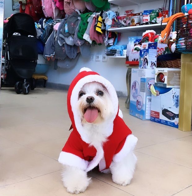 Bichón con capa de Papá Noel en la tienda