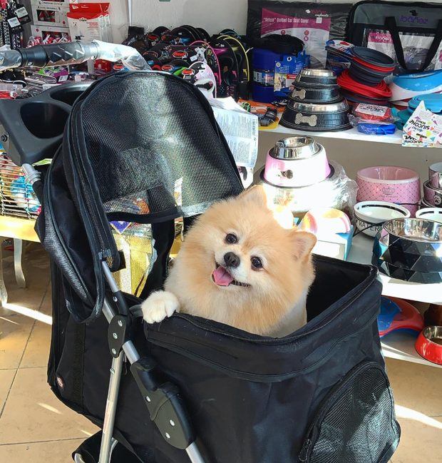 Pomerania asomado desde un carrito de paseo