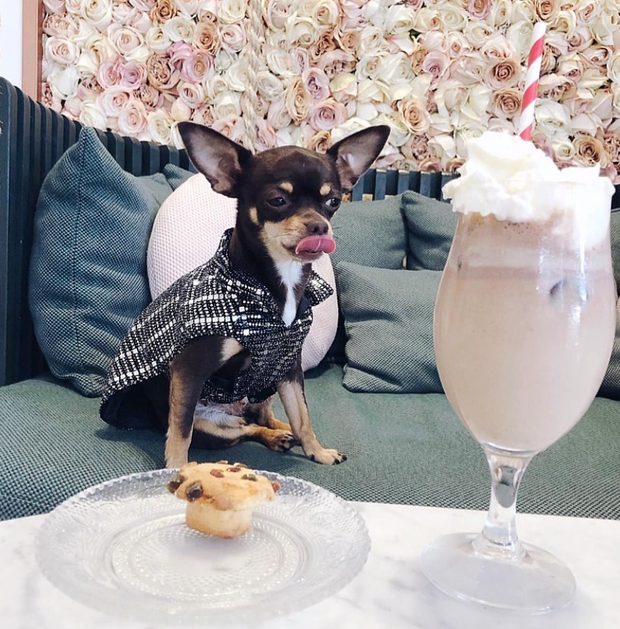 Chihuahua con camisa de cuadros sentado a la mesa