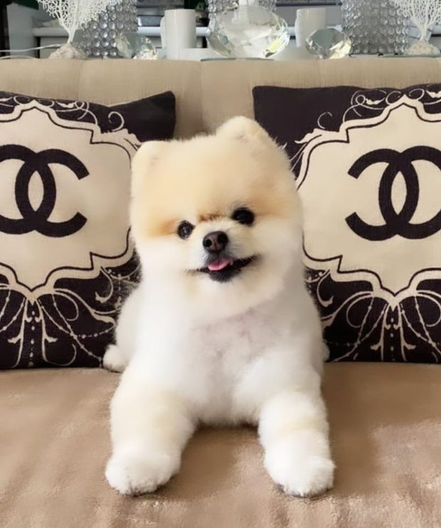 Pomerania blanco entre cojines