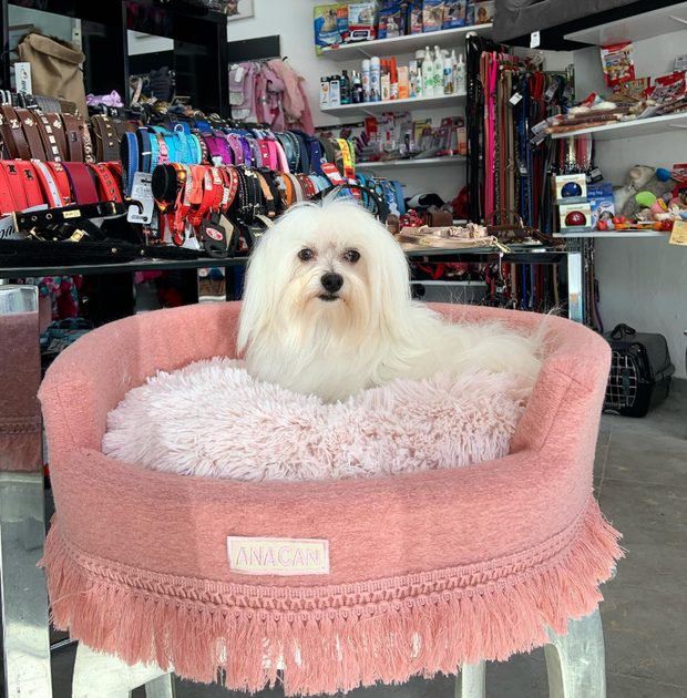 Bichón en una cama rosa con flecos