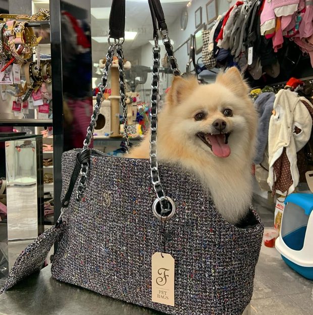 Pomerania dentro de un bolso de transporte de tweed
