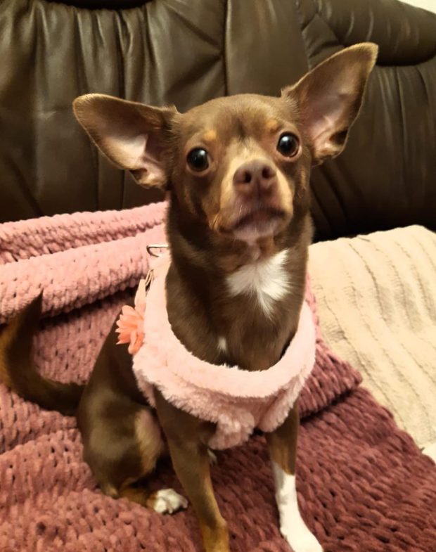 Chihuahua con jersey rosa en una cama