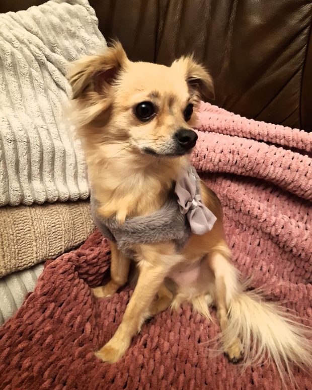 Chihuahua de pelo largo sobre una manta