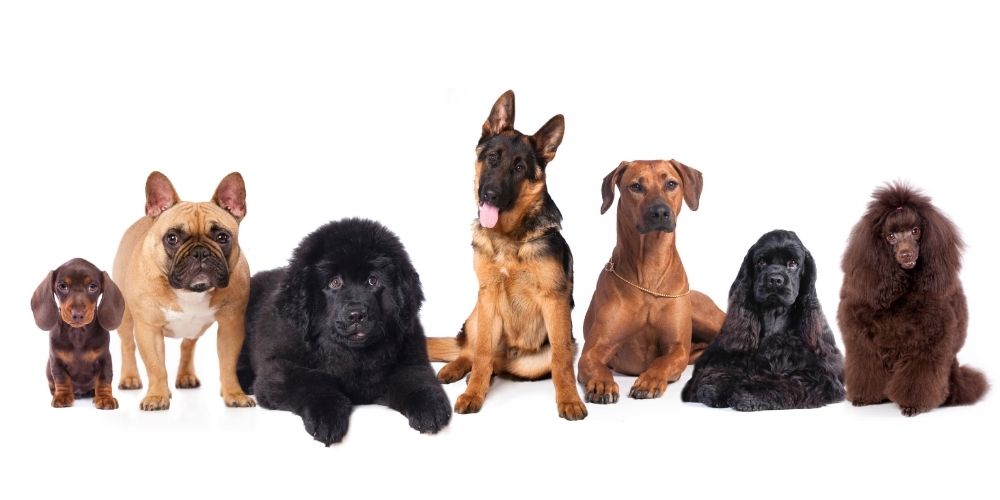 Ocho perros de distintas razas y tamaños sentados en fila